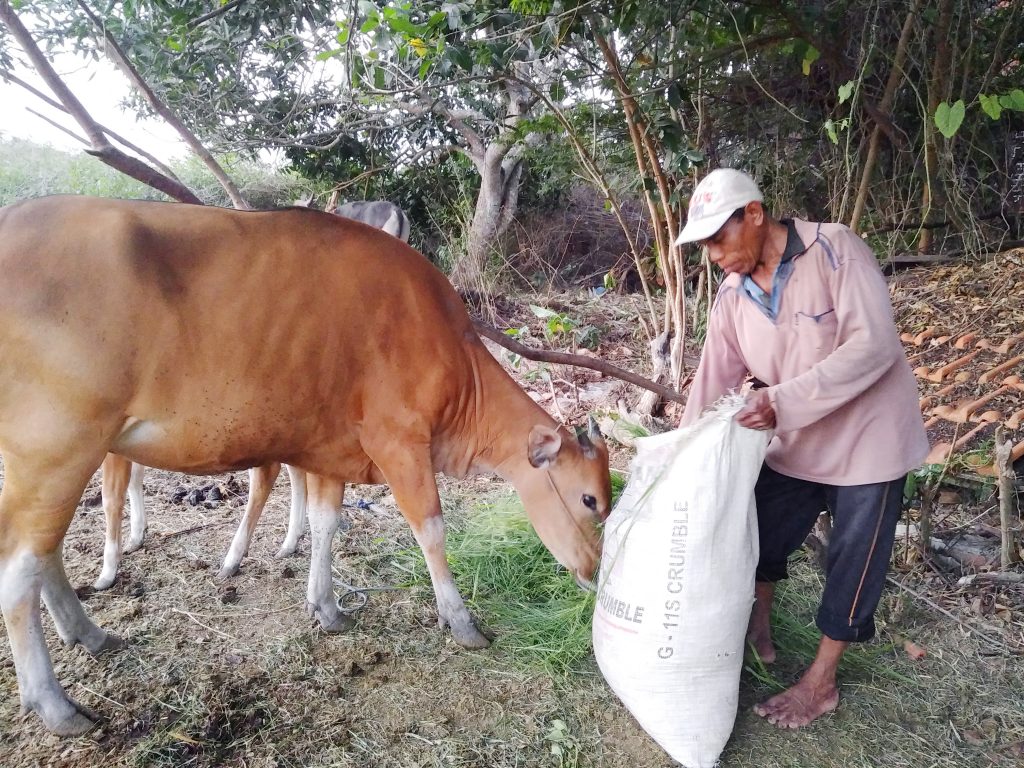 Farmer Bapak with his cows near our home in Bali