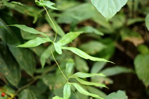 Ata grass deals bags wholesale