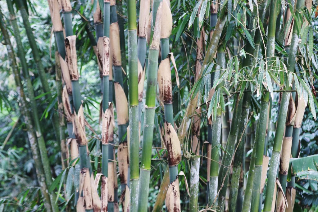 Bamboo Tree in Bali